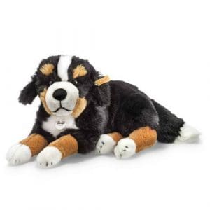 Senni Bernese Mountain Dog, Black/Brown/White