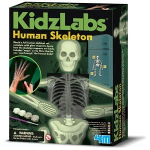 KidzLabs - Glow Human Skeleton